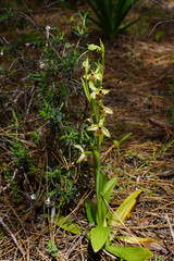 Flowering plant of the terrestrial Levant orchid (Ophrys levantina) in a sunny spot, Cyprus