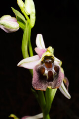 Hybrid bee orchid (Ophrys levantina x elegans) in flower, Cyprus