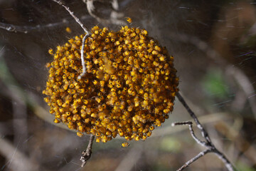 Spiderlings of the cross orb weaver spider (Araneus diadematus) in their ball-shaped cocoon, Cyprus