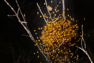 Spiderlings of the cross orb weaver spider (Araneus diadematus), Cyprus