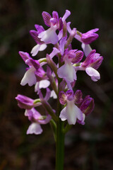 Syrian green-winged orchid (Anacamptis morio ssp. syriaca) in bloom, in natural habitat on Cyprus