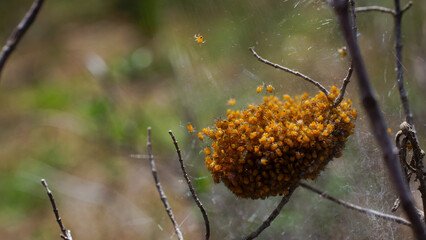 Hemisphere-shaped nest of silken threads with spiderlings of the cross orb weaver spider (Araneus diadematus), Cyprus