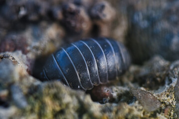 close up of a bug