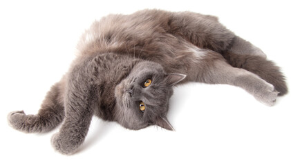 Gray cat lies on a white background