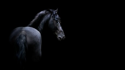 portrait of a Horse