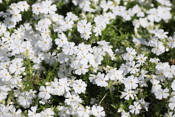 White phlox subulata flowers bloom in the garden. Maischnee phlox.