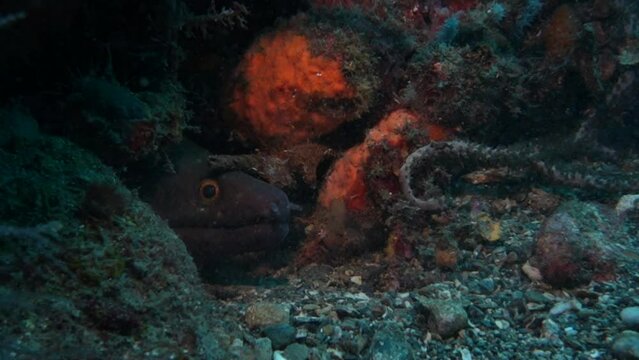 arrecife de coral y peces  