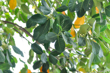 Artocarpus heterophyllus Lam, A heterophylla or jackfruit or jackfruit tree and sky