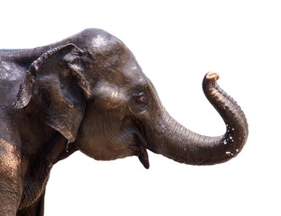 Elephant portrait isolated white background