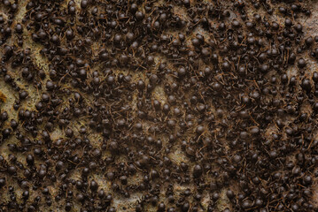 anthill macro photo