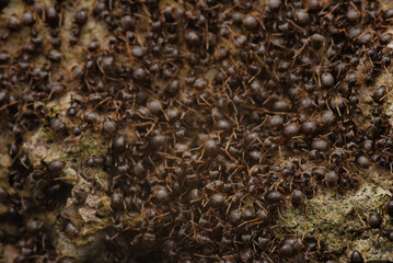 close up of ants