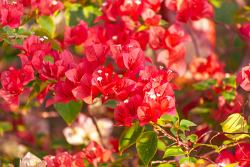 Red flowers on a tree. Nature in the tropics