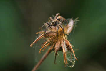 macro of a spider