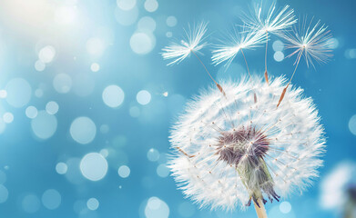 Macro Dandelion on Blue: Expression of Freedom and Wishes