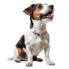  Russell Terrier on Transparent Background .