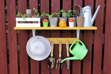 On the plank wall of barn there are shelf with set of seedlings, pots, watering can, vegetables,...