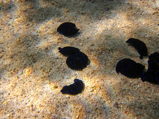 Chelidonura varians on the bottom of a coral reef in the Red Sea