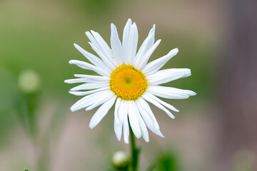 daisy flower close up. 