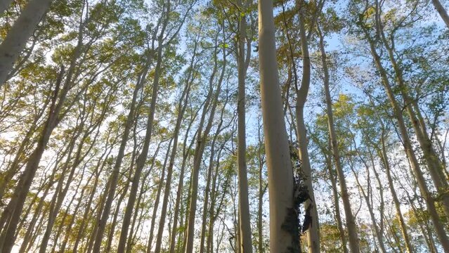 Hyperlapse, Camera moving forwards between Platan trees, slowly growing up showing crowns of trees on blue sky background at sundown, Parque de la Devesa de Girona, Spa