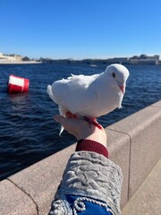 pigeon on the pier