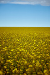 rapeseed field as background, blue and cloudy sky