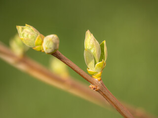 lilac branches with green buds