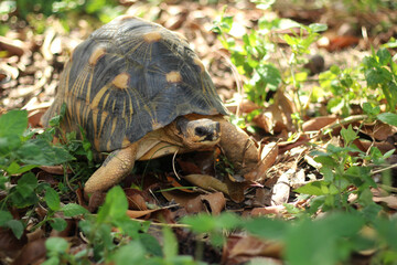 Portrait of radiated tortoise,The radiated tortoise eating flower ,Tortoise sunbathe on ground with his protective shell ,cute animal ,Astrochelys radiata ,The radiatedtortoise from Madagascar