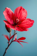 A red flower with a blue background