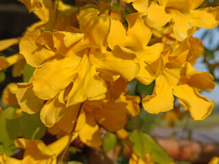 Yellow flowers and yellow leaves