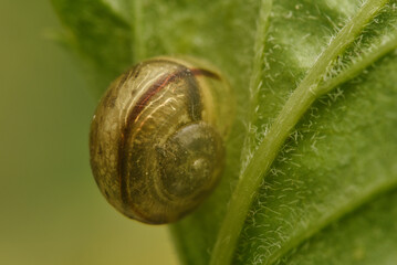 snail on a leaf