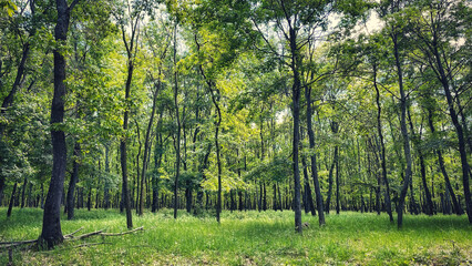 Forest and hiking trails of the Somogyi hills, valley bridge, Balaton, Hungary
