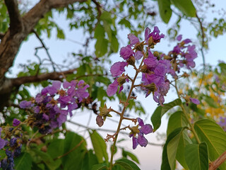 Purple flowers in cool weather
