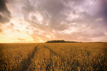 Sunset or sunrise in a rye or wheat field with a dramatic cloudy sky in a summer. Summertime...