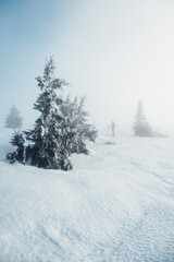 Naklejka premium Mountaineer backcountry ski walking ski alpinist in the mountains. Ski touring in alpine landscape with snowy trees. Adventure winter sport. Low Tatras, slovakia