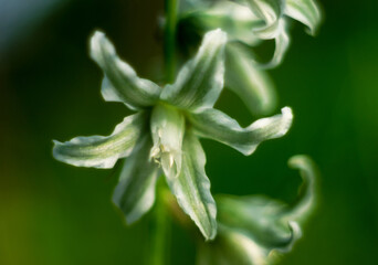 Nature close-up, greens, vintage, shallow depth of field, retro, bokeh, leaves, Ukraine, summer, spring, mood, vibe