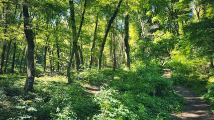 Forest and hiking trails of the Somogyi hills, valley bridge, Balaton, Hungary