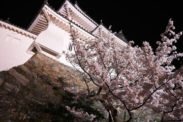 Wakayama-jo Castle with Spring Cherry Blossom in Wakayama, Japan - 日本 和歌山県...