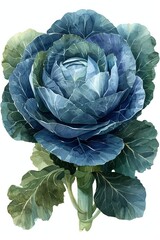 Obraz premium An ornamental cabbage, with vibrant purple foliage, adding beauty to gardens.