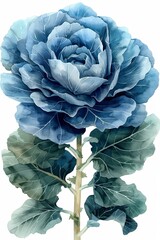 A watercolor illustration of blooming ornamental cabbage in a vintage style.