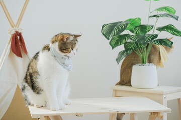 happy with cat concept with british and scottish cat play on camping table together with camp and tropical tree and white background