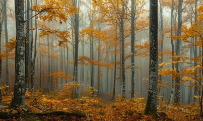 forest in fog