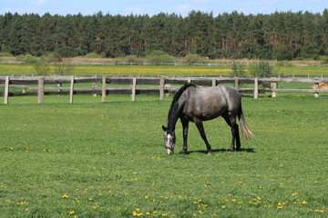 Pferd mit grauer Fellfarbe und schwarzer M&auml;hne auf der Pferdekoppel