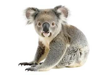 Cute Koala Bear on Transparent Background