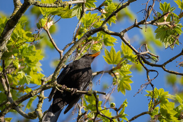 Common Blackbird sitting in the crown of a tree on the lookout for a mate in front of a clear blue...