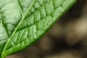 Macro detail of the green leaf. Background for the green reconciliation concept idea. Global green deal. Selective focus.