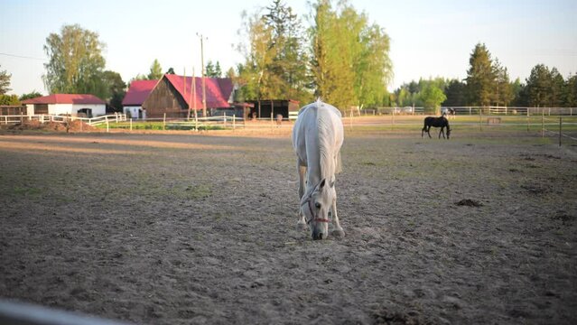 Biały koń.