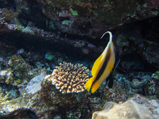 Fototapeta na wymiar Heniochus intermedius or Red Sea bannerfish on the coral reef of the Red Sea