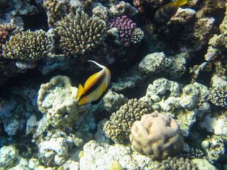 Heniochus intermedius or Red Sea bannerfish on the coral reef of the Red Sea