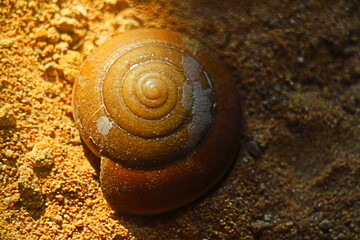 snail shell on the sand