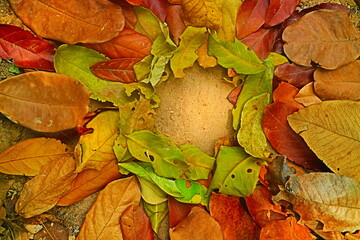 frame of leaves 